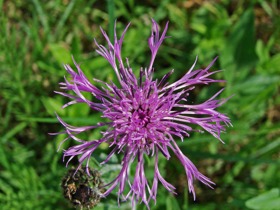 Centaurea scabiosa / Skabiosen-Flockenblume / Asteraceae / Korbblütengewächse