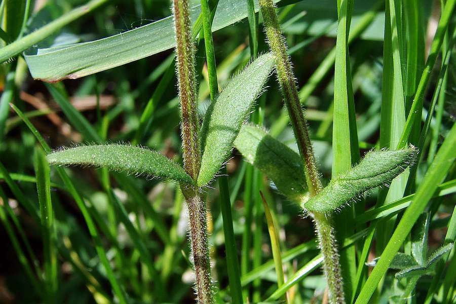 Cerastium glomeratum / Knäuel - Hornkraut / Caryophyllaceae / Nelkengewächse
