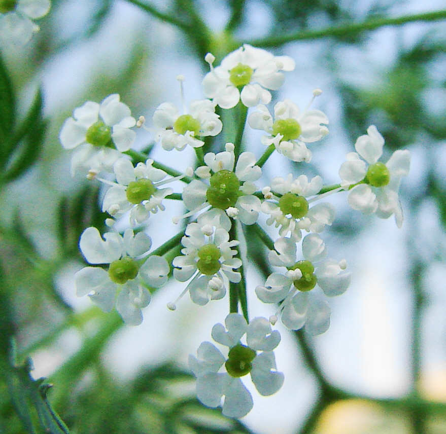 Chaerophyllum bulbosum / Knolliger Kälberkropf / Apiaceae / Doldenblütengewächse 