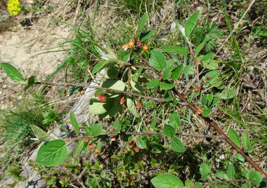 Cotoneaster integerrimus / Gewöhnliche Zwergmispel / Rosaceae / Rosengewächse