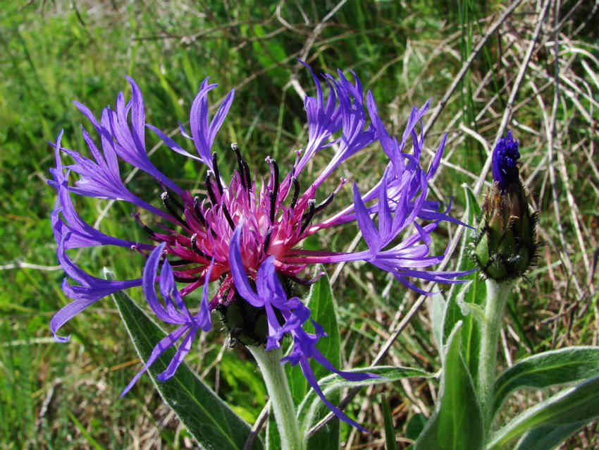 Cyanus montanus (syn. Centaurea montana) / Berg-Kornblume / Berg-Flockenblume / Asteraceae / Korbblütengewächse