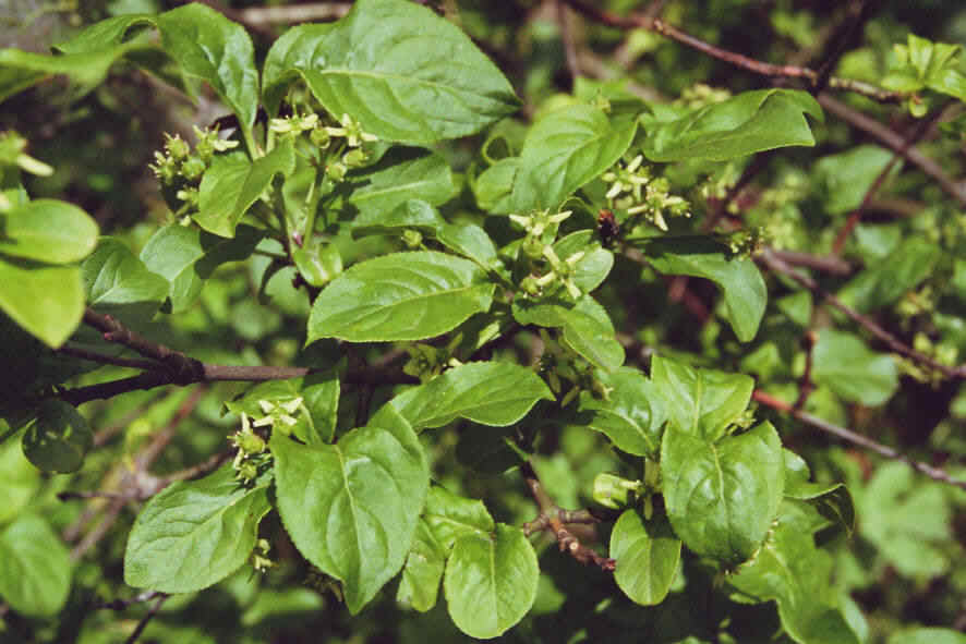 Euonymus europaea / Europäisches Pfaffenhütchen / Blüten / Celastraceae / Spindelbaumgewächse / Giftig! 