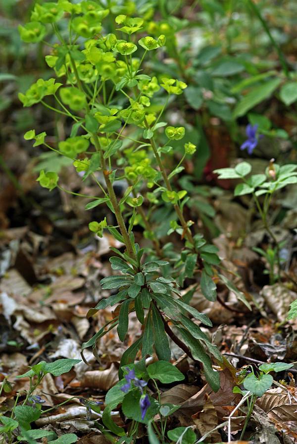 Euphorbia amygdaloides / Mandelblättrige Wolfsmilch / Euphorbiaceae / Wolfsmilchgewächse