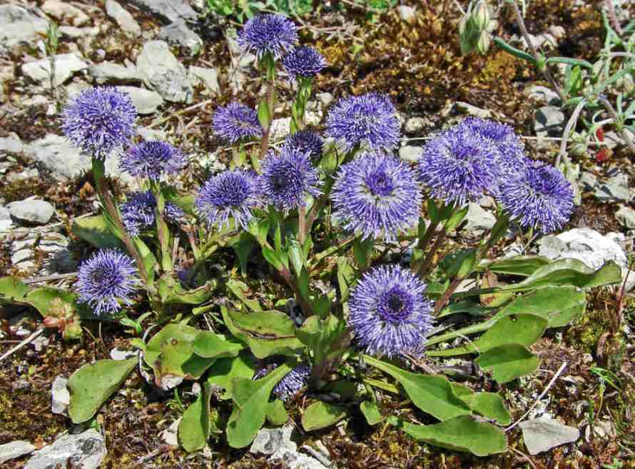Globularia punctata / Gewöhnliche Kugelblume / Globulariaceae / Kugelblumengewächse