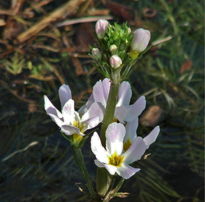 Hottonia palustris / Europäische Wasserfeder / Wasserprimel  / Primulaceae / Primelgewächse