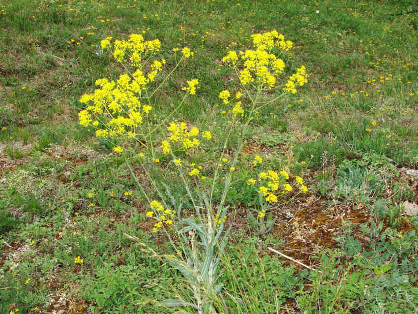 Isatis tinctoria / Färber-Waid / Brassicaceae / Kreuzblütengewächse / Alte Färberpflanze für Blautöne