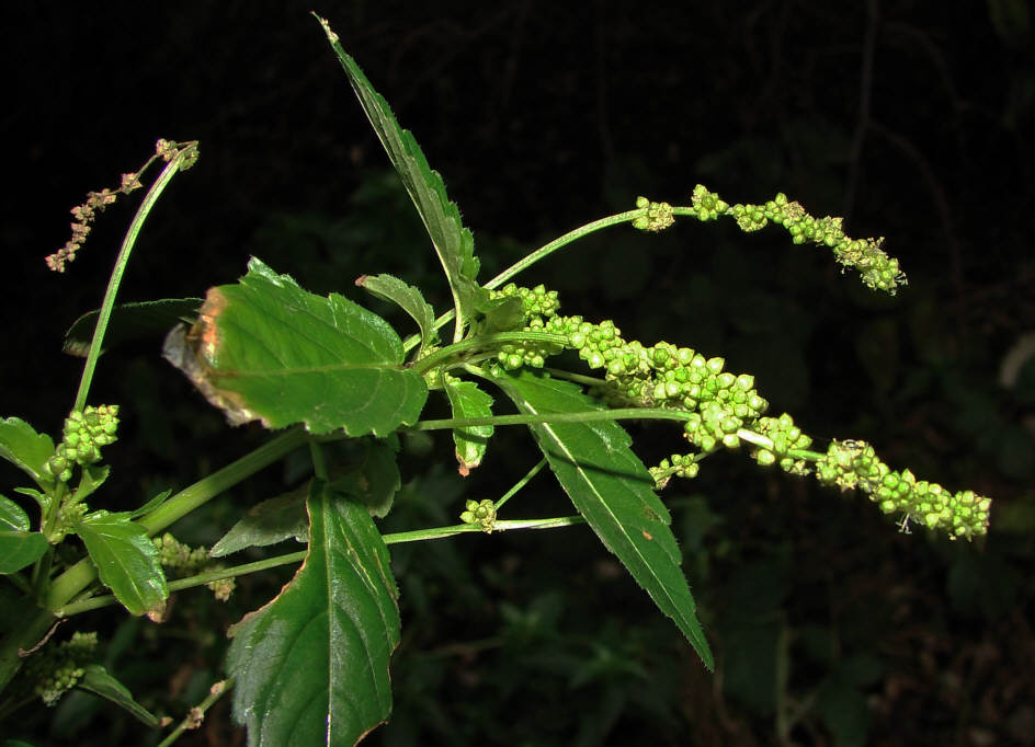 Mercurialis annua / Einjähriges Bingelkraut / Euphorbiaceae / Euphorbiengewächse / Giftig