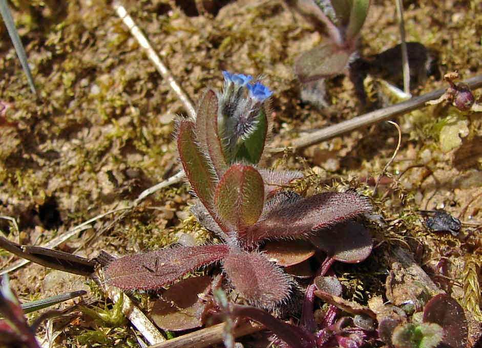 Myosotis ramosissima / Hügel-Vergissmeinnicht / Boraginaceae / Borretschgewächse