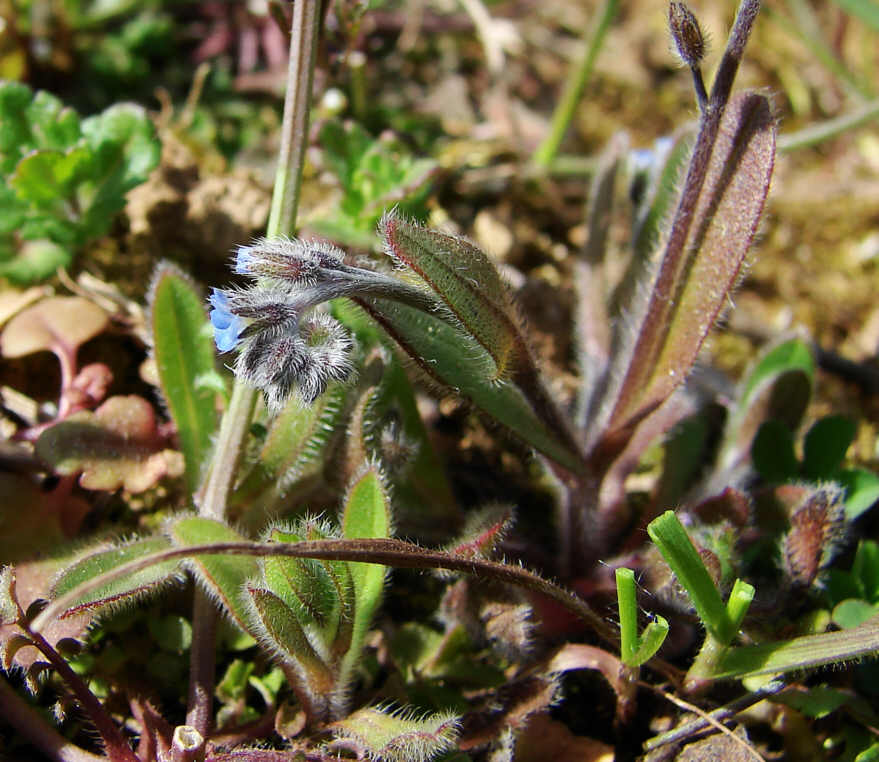Myosotis ramosissima / Hügel-Vergissmeinnicht / Boraginaceae / Borretschgewächse