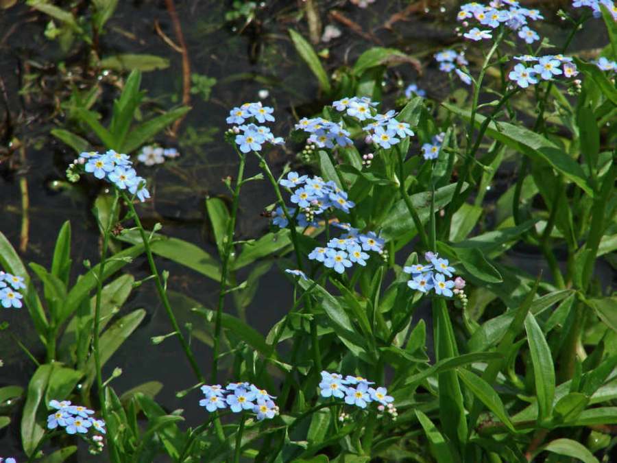 Kleines Artenportrait Mit Text Und Fotos Von Myosotis Scorpioides Sumpf Vergissmeinnicht Boraginaceae Borretschgewachse