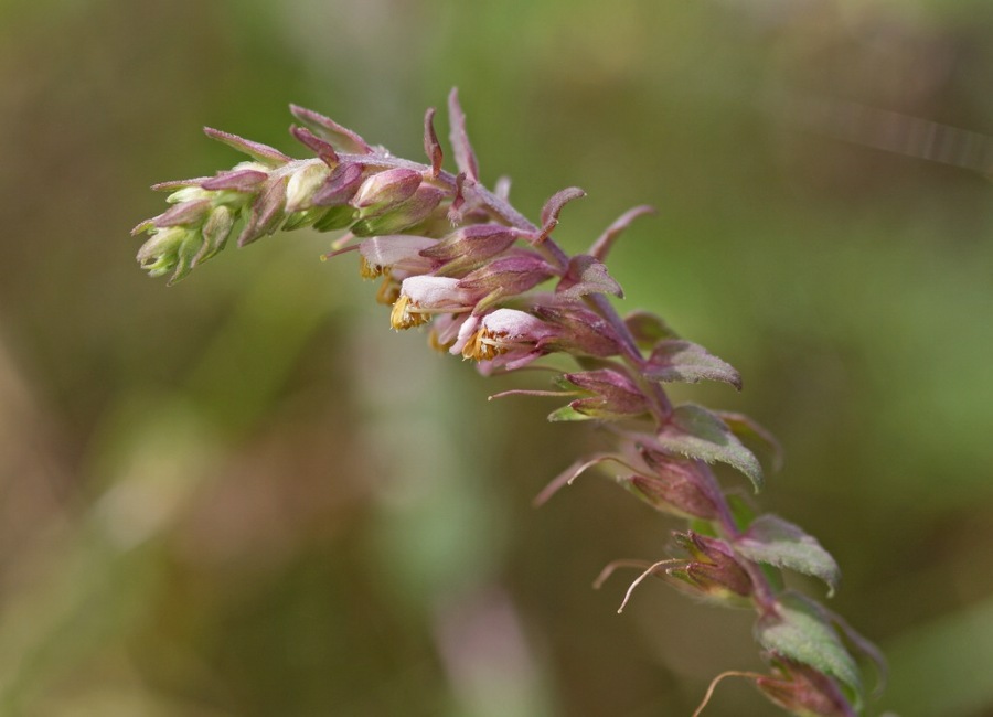 Odontites vulgaris / Roter Zahntrost / Später Zahntrost / Scrophulariaceae - Braunwurzgewächse