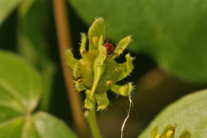 Acer campestre / Feld-Ahorn / Aceraceae / Ahorngewchse - neuerdings wohl zu den Seifenbaumgewchse / Sapindaceae gestellt 