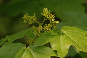 Acer campestre / Feld-Ahorn / Aceraceae / Ahorngewchse - neuerdings wohl zu den Seifenbaumgewchse / Sapindaceae gestellt 