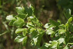 Acer monspessulanum / Franzsischer Ahorn / Aceraceae / Ahorngewchse / Sapindaceae - Seifenbaumgewchse