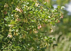 Acer monspessulanum / Franzsischer Ahorn / Aceraceae / Ahorngewchse / Sapindaceae - Seifenbaumgewchse