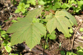 Acer platanoides / Spitzahorn / Aceraceae / Ahorngewchse - neuerdings wohl zu den Seifenbaumgewchse / Sapindaceae gestellt 