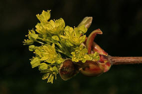 Acer platanoides / Spitzahorn / Aceraceae / Ahorngewchse - neuerdings wohl zu den Seifenbaumgewchse / Sapindaceae gestellt 