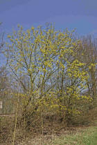 Acer platanoides / Spitzahorn / Aceraceae / Ahorngewchse - neuerdings wohl zu den Seifenbaumgewchse / Sapindaceae gestellt 