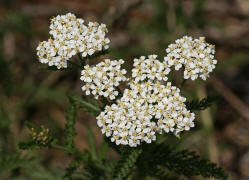 Achillea millefolium agg. / Gemeine Schafgarbe / Asteraceae / Korbbltengewchse