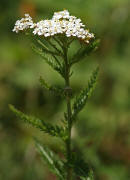 Achillea millefolium agg. / Gemeine Schafgarbe / Asteraceae / Korbbltengewchse