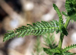 Achillea millefolium agg. / Gemeine Schafgarbe / Asteraceae / Korbbltengewchse