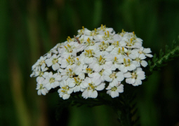 Achillea millefolium agg. / Gemeine Schafgarbe / Asteraceae / Korbbltengewchse