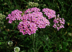Achillea millefolium agg. / Gemeine Schafgarbe / Asteraceae / Korbbltengewchse / oder Achillea millefolium f. rosea? Oder Achillea rosoalba?