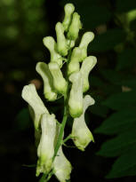 Aconitum lycoctonum / Wolfs-Eisenhut / Gelber Eisenhut / Ranunculaceae / Hahnenfugewchse