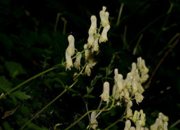 Aconitum lycoctonum / Wolfs-Eisenhut / Gelber Eisenhut / Ranunculaceae / Hahnenfugewchse