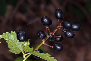 Actaea spicata / hriges Christophskraut / Ranunculaceae / Hahnenfugewchse