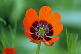 Adonis aestivalis / Sommer-Adonisrschen / Ranunculaceae / Hahnenfugewchse