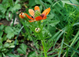 Adonis aestivalis / Sommer-Adonisrschen / Ranunculaceae / Hahnenfugewchse