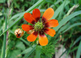 Adonis aestivalis / Sommer-Adonisrschen / Ranunculaceae / Hahnenfugewchse