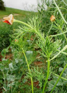 Adonis aestivalis / Sommer-Adonisrschen / Ranunculaceae / Hahnenfugewchse