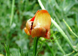 Adonis aestivalis / Sommer-Adonisrschen / Ranunculaceae / Hahnenfugewchse