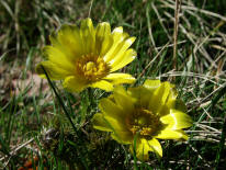 Adonis vernalis / Frhlings-Adonisrschen / Ranunculaceae / Hahnenfugewchse