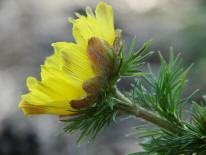 Adonis vernalis / Frhlings-Adonisrschen / Ranunculaceae / Hahnenfugewchse