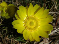 Adonis vernalis / Frhlings-Adonisrschen / Ranunculaceae / Hahnenfugewchse