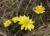 Adonis vernalis / Frhlings-Adonisrschen / Ranunculaceae / Hahnenfugewchse