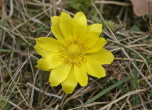 Adonis vernalis / Frhlings-Adonisrschen / Ranunculaceae / Hahnenfugewchse