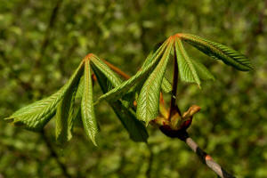 Gewhnliche Rokastanie / Aesculus hippocastanum / Hippocastanaceae / Rosskastaniengewchse - neuerdings wohl zu den Seifenbaumgewchse / Sapindaceae gestellt