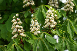 Gewhnliche Rokastanie / Aesculus hippocastanum / Hippocastanaceae / Rosskastaniengewchse - neuerdings wohl zu den Seifenbaumgewchse / Sapindaceae gestellt