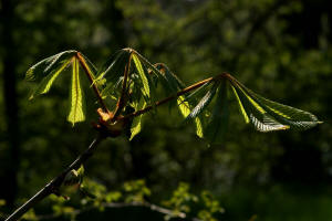 Gewhnliche Rokastanie / Aesculus hippocastanum / Hippocastanaceae / Rosskastaniengewchse - neuerdings wohl zu den Seifenbaumgewchse / Sapindaceae gestellt