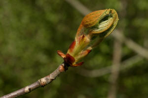 Gewhnliche Rokastanie / Aesculus hippocastanum / Hippocastanaceae / Rosskastaniengewchse - neuerdings wohl zu den Seifenbaumgewchse / Sapindaceae gestellt