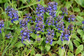 Ajuga genevensis / Genfer Gnsel / Lamiaceae / Lippenbltengewchse