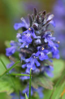 Ajuga genevensis / Genfer Gnsel / Lamiaceae / Lippenbltengewchse