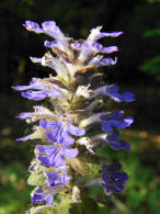 Ajuga reptans /  Kriechender Gnsel / Lamiaceae / Lippenbltengewchse