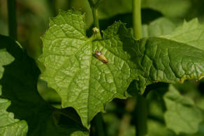 Alliaria petiolata / Knoblauchsrauke / Brassicaceae / Kreuzbltengewchse