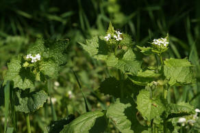 Alliaria petiolata / Knoblauchsrauke / Brassicaceae / Kreuzbltengewchse