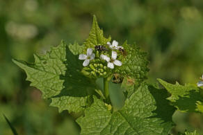 Alliaria petiolata / Knoblauchsrauke / Brassicaceae / Kreuzbltengewchse